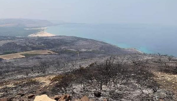 بنزرت.. انطلاق حملة تشجير في غابة عين الداموس  